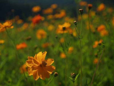 キバナコスモス(山中湖花の都公園)