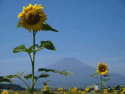 ヒマワリ(山中湖花の都公園)