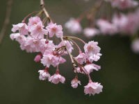 春爛漫の鎌倉花散策