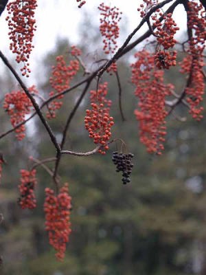 イイギリ(石神井公園)