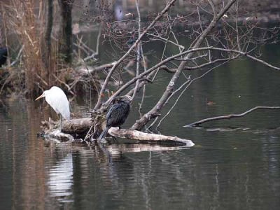 ダイサギ・カワウ(石神井公園)