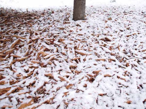 落ち葉に雪(光が丘公園)