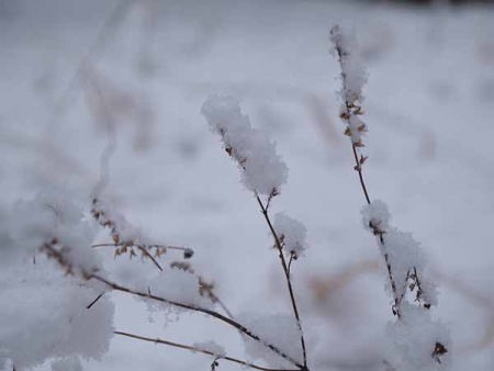 積雪(光が丘公園)