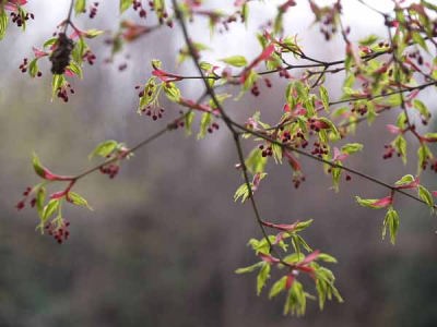 カエデの花(光が丘公園)