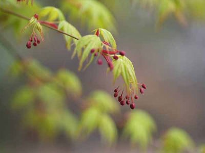 カエデの花(光が丘公園)
