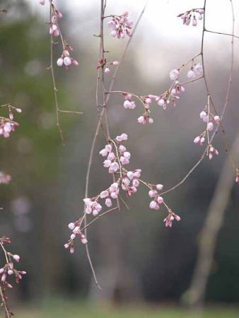 シダレザクラ(光が丘公園)