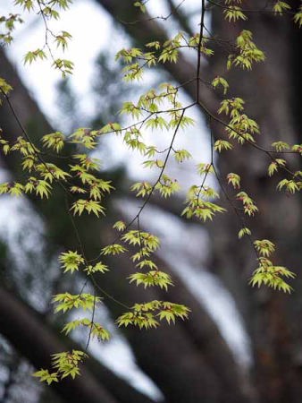 カエデ新緑(光が丘公園)