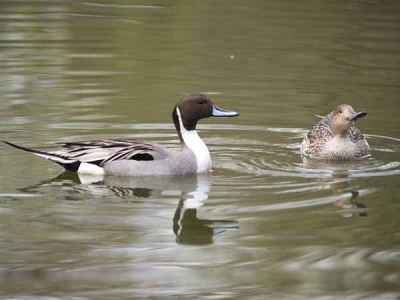 オナガガモ(光が丘公園)
