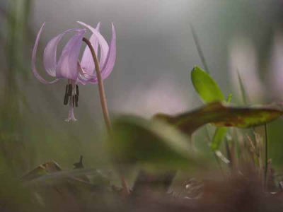 カタクリ(清水山いこいの森)