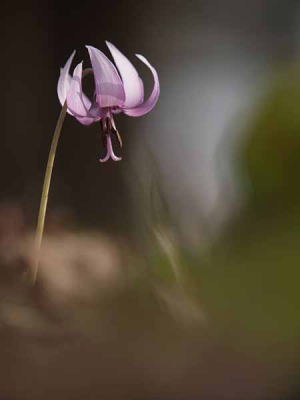 カタクリ(清水山いこいの森)
