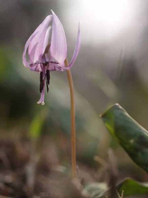 カタクリ(清水山いこいの森)