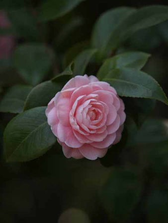 オトメツバキ(赤塚植物園)