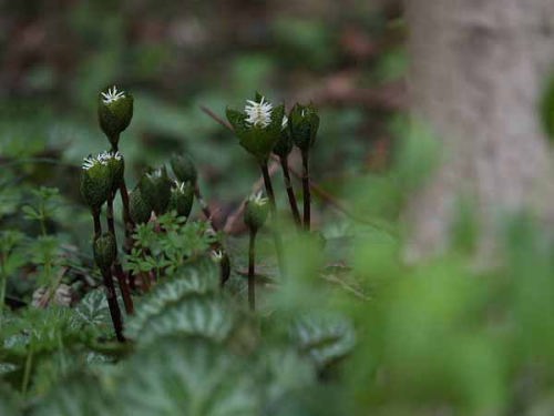 ヒトリシズカ(赤塚植物園)