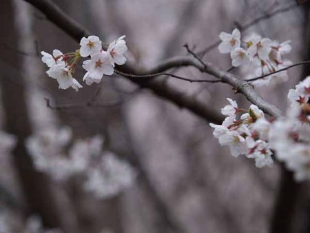 ソメイヨシノ(光が丘公園)