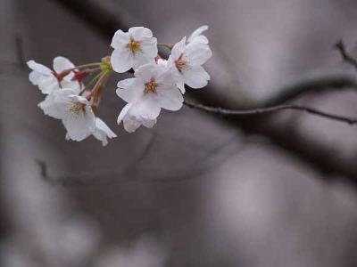 ソメイヨシノ(光が丘公園)