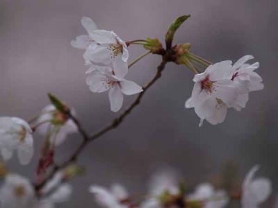 ソメイヨシノ(光が丘公園)