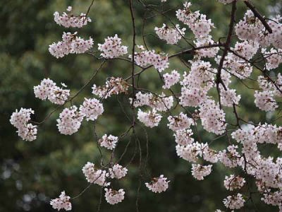 ソメイヨシノ(光が丘公園)