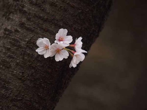 ソメイヨシノ(光が丘公園)