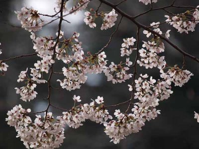 ソメイヨシノ(光が丘公園)