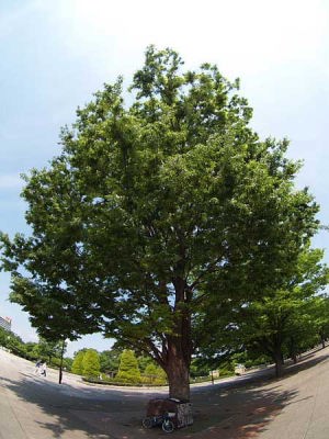 ケヤキ(光が丘公園)