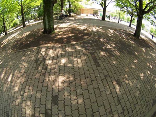 木漏れ日(光が丘公園)