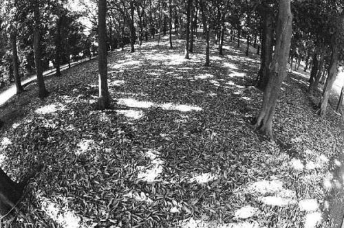 木漏れ日(光が丘公園)