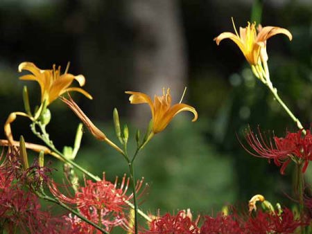 ノカンゾウ(赤塚植物園)
