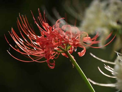 ヒガンバナ・シロバナマンジュシャゲ(赤塚植物園)