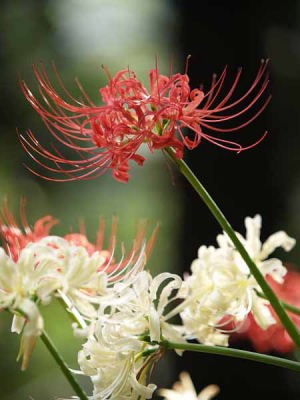 ヒガンバナ・シロバナマンジュシャゲ(赤塚植物園)