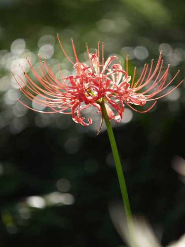 ヒガンバナ(赤塚植物園)
