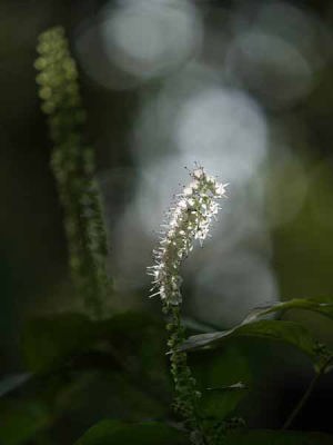 シモバシラ(赤塚植物園)