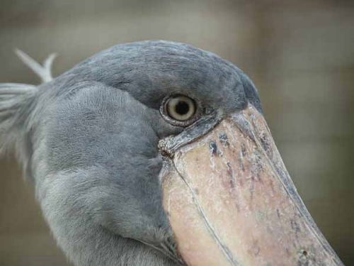 ハシビロコウ(上野動物園)