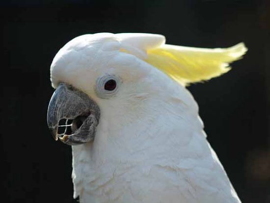 アオメキバタン(上野動物園)