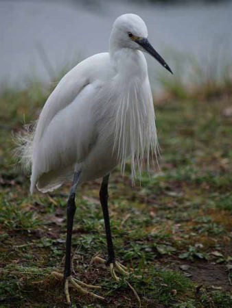 コサギ(上野公園不忍池)