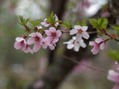 �}���U�N���i�͌��Αn���̐X�j