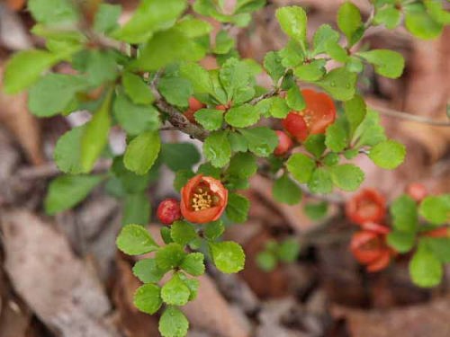 �N�T�{�P�i�͌��Αn���̐X�j