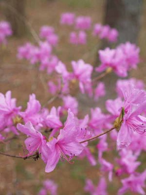 �~�c�o�c�c�W�i�͌��Αn���̐X�j