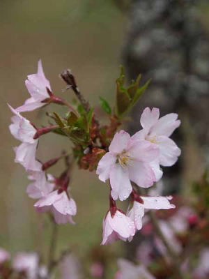 �}���U�N���i�͌��Αn���̐X�j