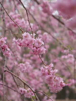 �V�_���U�N���i�͌��Αn���̐X�j