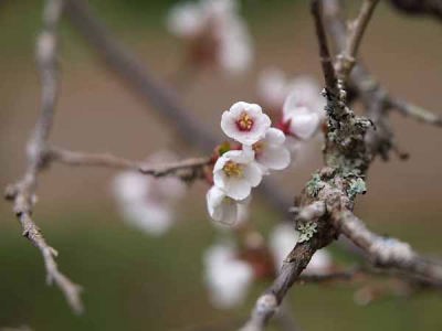 �}���U�N���i�͌��Αn���̐X�j