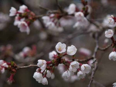 �}���U�N���i�͌��Αn���̐X�j