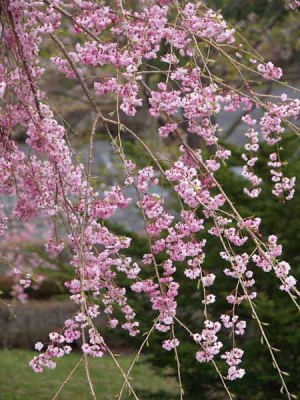 �V�_���U�N���i�͌��Αn���̐X�j