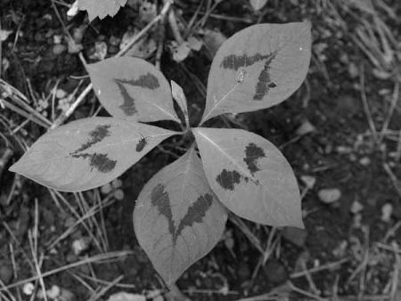 �~�Y�q�L�i�z�K�̐X�����j