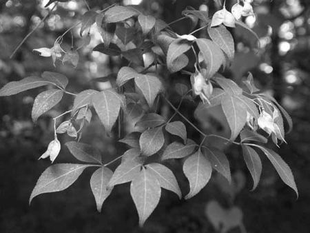 �i�z�K�̐X�����j