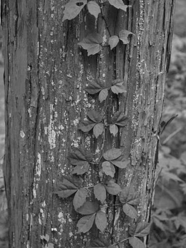 ���u�K���V�H�i�z�K�̐X�����j