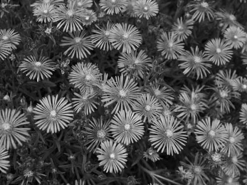 �}�c�o�M�N�i�z�K�̐X�����j