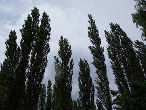 �|�v���i�͌��� ���؍�����j