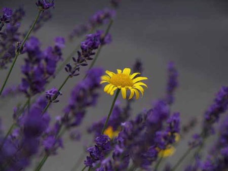 ���x���_�[�i�͌��� ���؍�����j