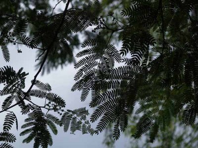 �l���m�L�i�͌��΁j