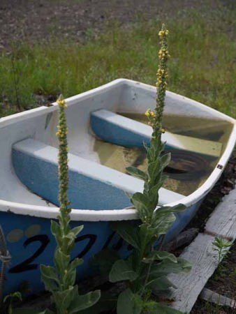 �r���[�h���E�Y�C�J�i�͌��΁j